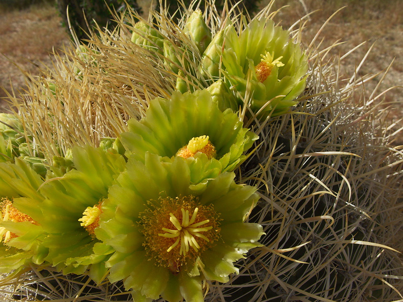 Ferocactus-cylindraceus-barrel-cactus-flowers-Hwy-S2-toward-Palm-Springs-2011-03-17-IMG_7404.jpg