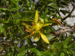 Larrea-tridentata-creosote-bush-flower-pictograph-trail-Blair-Valley-2011-03-17-IMG 7397