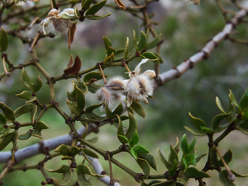 Larrea-tridentata-creosote-bush-fuzzy-fruits-Blair-Valley-2011-03-17-IMG_7315.jpg