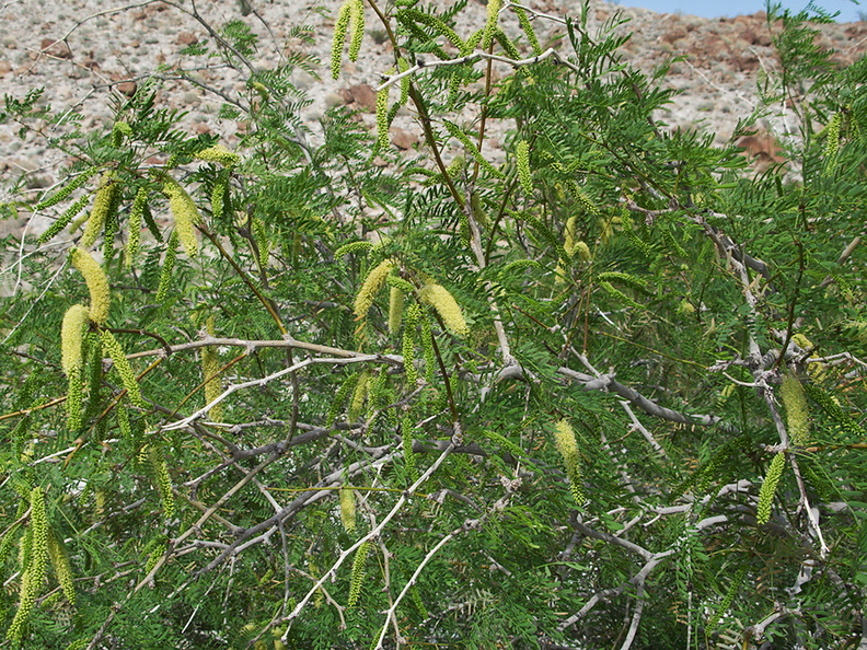 Prosopis-glandulosa-mesquite-inflorescence-Palm-Springs-2011-03-17-IMG_7408.jpg