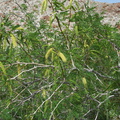 Prosopis-glandulosa-mesquite-inflorescence-Palm-Springs-2011-03-17-IMG 7408