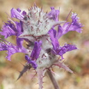 Salvia-carduacea-thistle-sage-Blair-Valley-2011-03-17-IMG 1837