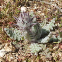 Salvia-carduacea-thistle-sage-Blair-Valley-2011-03-17-IMG 7364