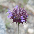 Salvia-columbariae-chia-Blair-Valley-2011-03-18-IMG_7438.jpg