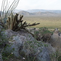 view-ocotillo-cholla-Blair-Valley-2011-03-18-IMG_7434.jpg