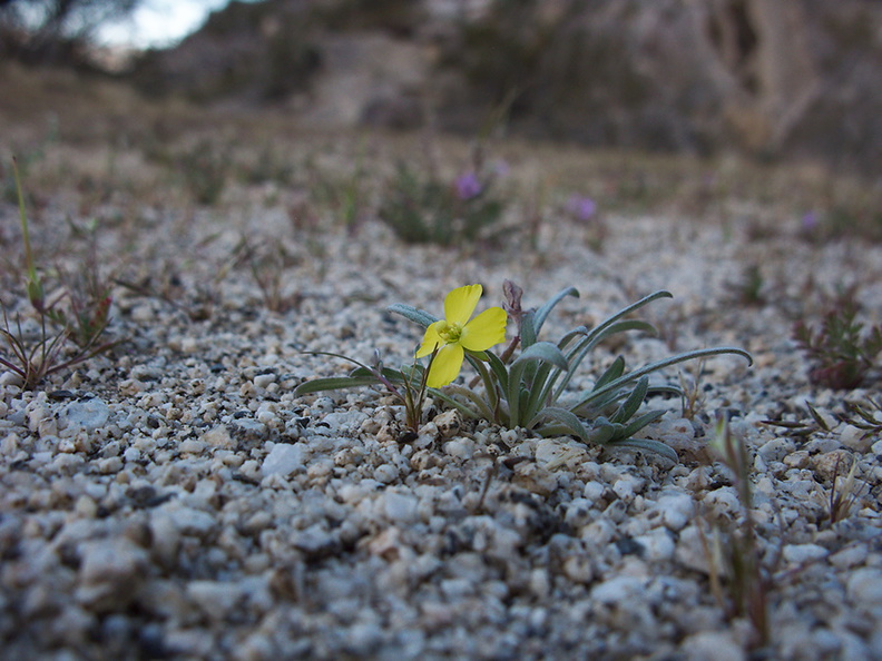 Camissonia-micrantha-miniature-suncup-Blair-Valley-Anza-Borrego-2012-03-11-IMG_0804.jpg