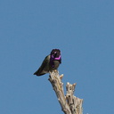 Costas-hummingbird-Visitors-Center-garden-Anza-Borrego-2012-03-11-IMG 4230