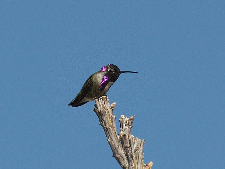 Costas-hummingbird-Visitors-Center-garden-Anza-Borrego-2012-03-11-IMG_4231.jpg