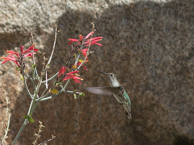 Costas-hummingbird-near-overlook-to-Vallecito-Blair-Valley-pictographs-trail-Anza-Borrego-2012-03-11-IMG 4179