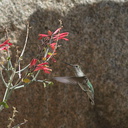 Costas-hummingbird-near-overlook-to-Vallecito-Blair-Valley-pictographs-trail-Anza-Borrego-2012-03-11-IMG 4179