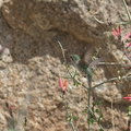 Costas-hummingbird-near-overlook-to-Vallecito-Blair-Valley-pictographs-trail-Anza-Borrego-2012-03-11-IMG_4185.jpg