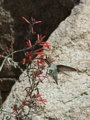Costas-hummingbird-near-overlook-to-Vallecito-Blair-Valley-pictographs-trail-Anza-Borrego-2012-03-11-IMG 4187