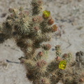 Cylindropuntia-echinocarpa-silver-cholla-June-Wash-Anza-Borrego-2012-03-12-IMG_4275.jpg
