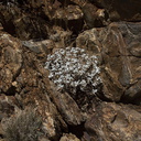Encelia-farinosa-brittle-bush-vegetative-Rainbow-Canyon-2012-02-18-IMG 0520