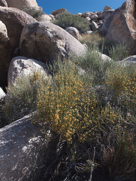 Ephedra-californica-staminate-cones-Blair-Valley-pictographs-trail-Anza-Borrego-2012-03-11-IMG 0849