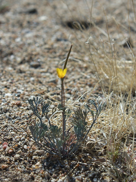 Eschscholtzia-minutiflora-little-gold-poppy-Rainbow-Canyon-2012-02-18-IMG_3922.jpg