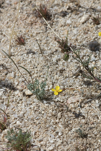 Eschscholzia-minutiflora-little-gold-poppy-Blair-Valley-pictographs-trail-Anza-Borrego-2012-03-11-IMG_4133.jpg
