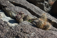 Escobaria-vivipara-foxtail-cactus-Blair-Valley-campsite-2012-02-19-IMG 4031