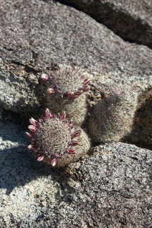 Escobaria-vivipara-foxtail-cactus-Blair-Valley-campsite-2012-02-19-IMG 4033