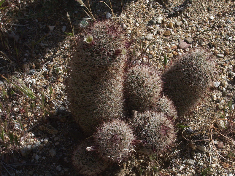 Escobaria-vivipara-foxtail-cactus-Rainbow-Canyon-2012-02-18-IMG_0507.jpg