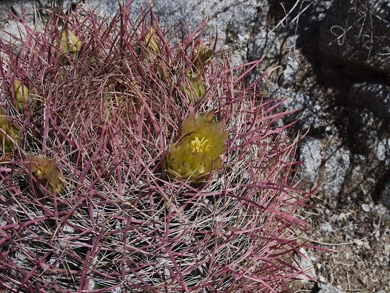 Ferocactus-cylindraceus-barrel-cactus-Blair-Valley-pictographs-trail-Anza-Borrego-2012-03-11-IMG_0905.jpg