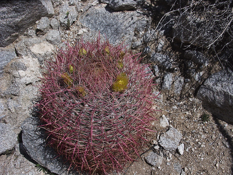 Ferocactus-cylindraceus-barrel-cactus-Blair-Valley-pictographs-trail-Anza-Borrego-2012-03-11-IMG_0907.jpg