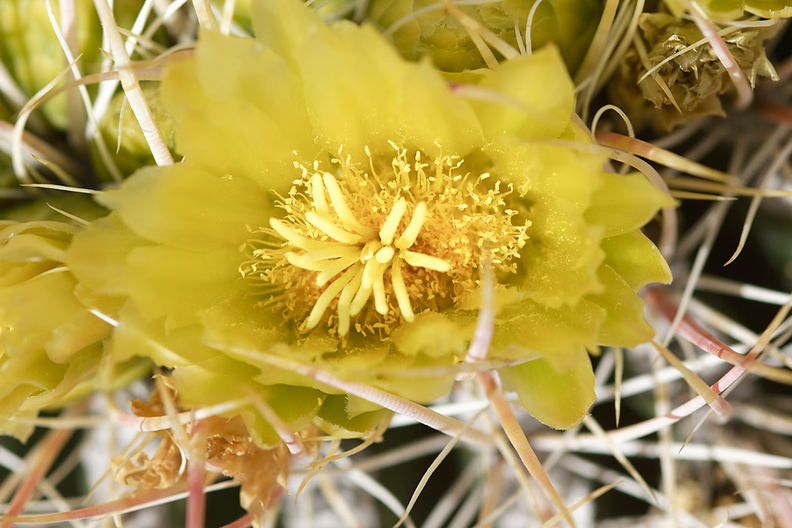 Ferocactus-cylindraceus-barrel-cactus-flowers-Rainbow-Canyon-2012-02-18-IMG_3991.jpg