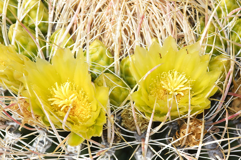 Ferocactus-cylindraceus-barrel-cactus-flowers-Rainbow-Canyon-2012-02-18-IMG_3993.jpg