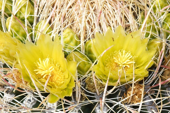 Ferocactus-cylindraceus-barrel-cactus-flowers-Rainbow-Canyon-2012-02-18-IMG 3993