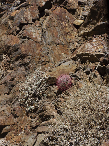 Ferocactus-cylindraceus-barrel-cactus-rock-habitat-Rainbow-Canyon-2012-02-18-IMG_0512.jpg
