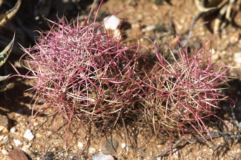 Ferocactus-cylindraceus-barrel-cactus-young-plants-Rainbow-Canyon-2012-02-18-IMG_3976.jpg
