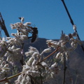 Hyptis-emoryi-desert-lavender-Rainbow-Canyon-2012-02-18-IMG 0498
