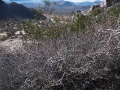 Krameria-erecta-littleleaf-ratany-vegetative-Blair-Valley-campsite-2012-02-19-IMG 0589