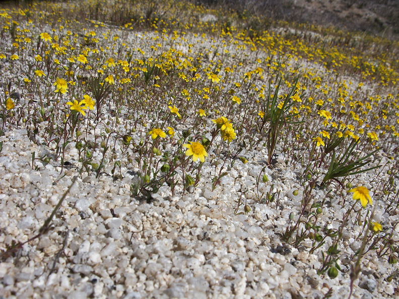 Lasthenia-californica-goldfields-carpet-Blair-Valley-pictographs-trail-Anza-Borrego-2012-03-11-IMG_0888.jpg