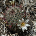 Mammillaria-dioica-fishhook-cactus-flowering-Rainbow-Canyon-2012-02-18-IMG 3949
