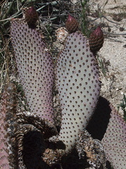 Opuntia-basilaris-beavertail-cactus-Blair-Valley-pictographs-trail-Anza-Borrego-2012-03-11-IMG 0952