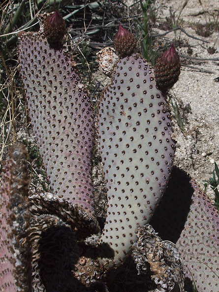 Opuntia-basilaris-beavertail-cactus-Blair-Valley-pictographs-trail-Anza-Borrego-2012-03-11-IMG_0952.jpg