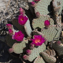Opuntia-basilaris-beavertail-cactus-June-Wash-Anza-Borrego-2012-03-12-IMG 4270