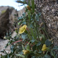 Physalis-crassifolia-thick-leaved-ground-cherry-Blair-Valley-Anza-Borrego-2012-03-11-IMG 0809