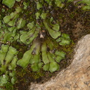 Targionia-sp-thallose-liverwort-Rainbow-Canyon-2012-02-18-IMG 3951
