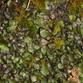 Targionia-sp-thallose-liverwort-Rainbow-Canyon-2012-02-18-IMG_3954.jpg