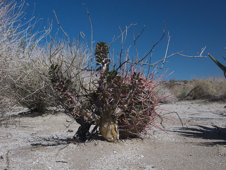 barrel-cactus-and-thorn-shrub-June-Wash-Anza-Borrego-2012-03-12-IMG_1026.jpg