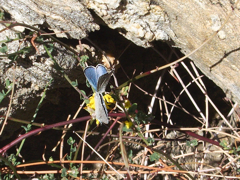 blue-hairstreak-butterfly-Satyrium-sp-Rainbow-Canyon-2012-02-18-IMG_0548.jpg