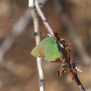 green-hairstreak-butterfly-Callophrys-sp-Rainbow-Canyon-2012-02-18-IMG 3969