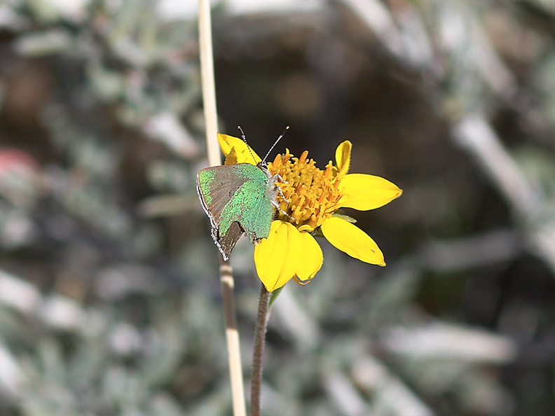 green-hairstreak-butterfly-Callophrys-sp-Rainbow-Canyon-2012-02-18-IMG_3971.jpg