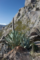 yucca-bud-and-view-south-Blair-Valley-campsite-2012-02-19-IMG 4037