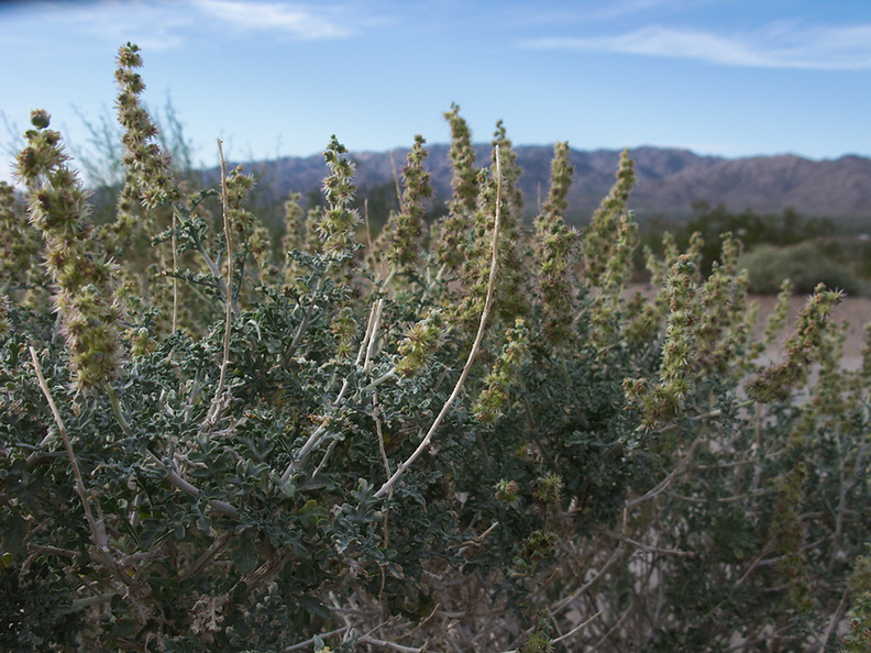 Ambrosia-dumosa-burrobush-Box-Canyon-Joshua-Tree-2011-11-11-IMG_0075.jpg