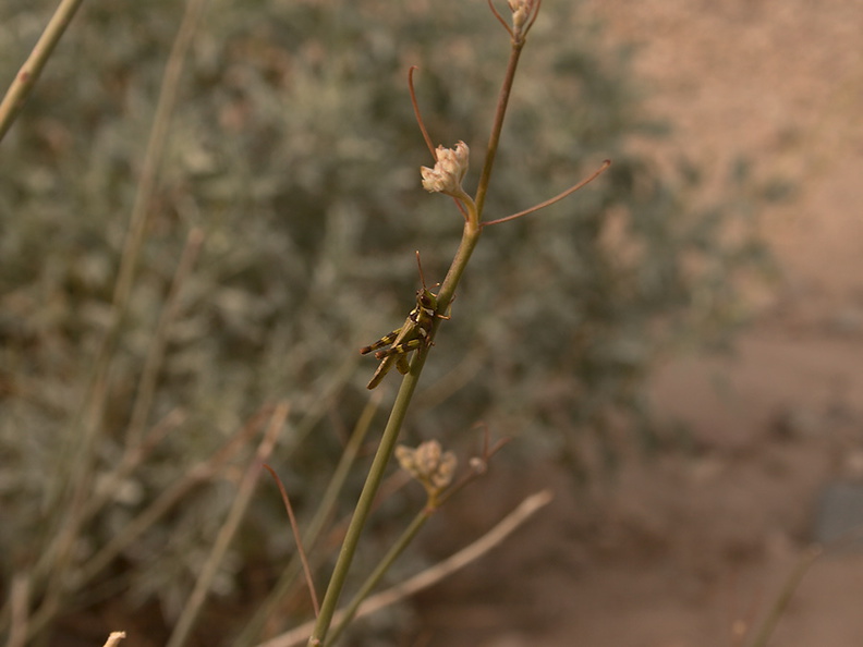 Asclepias-asperula-antelope-horns-indet-grasshopper-Box-Canyon-Joshua-Tree-2011-11-11-mriley-CRW_8998.jpg