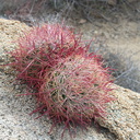 Ferocactus-cylindraceus-California-barrel-cactus-twin-plants-in-crevice-Lost-Palms-Oasis-trail-Joshua-Tree-2010-11-21-IMG 1653