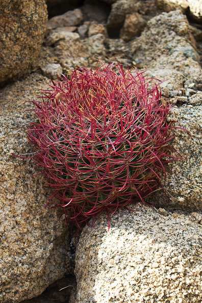Ferocactus-cylindraceus-California-barrel-cactus-young-plant-in-crevice-Lost-Palms-Oasis-trail-Joshua-tree-2010-11-21-IMG_1641.jpg